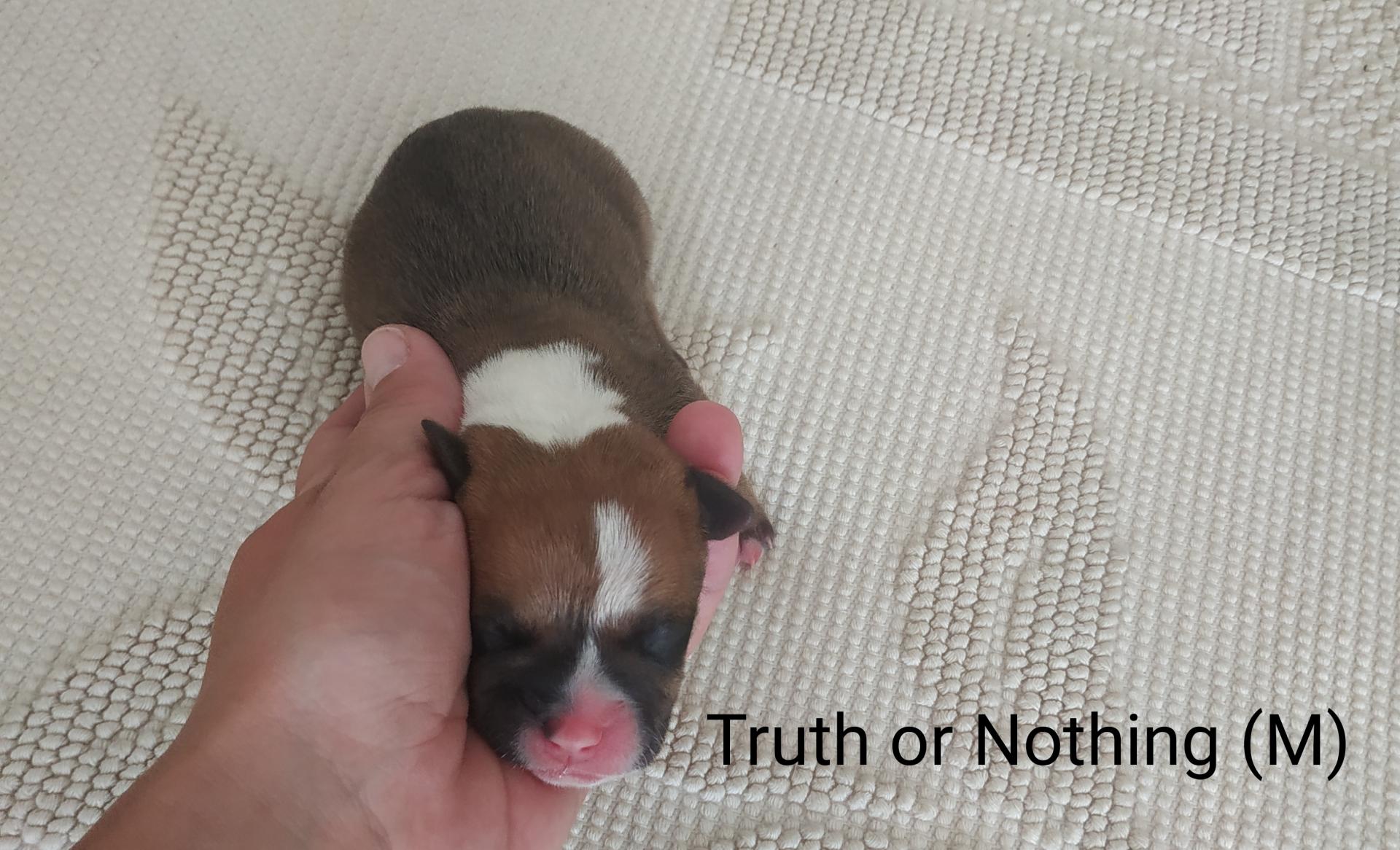 Chiot staffordshire bull terrier