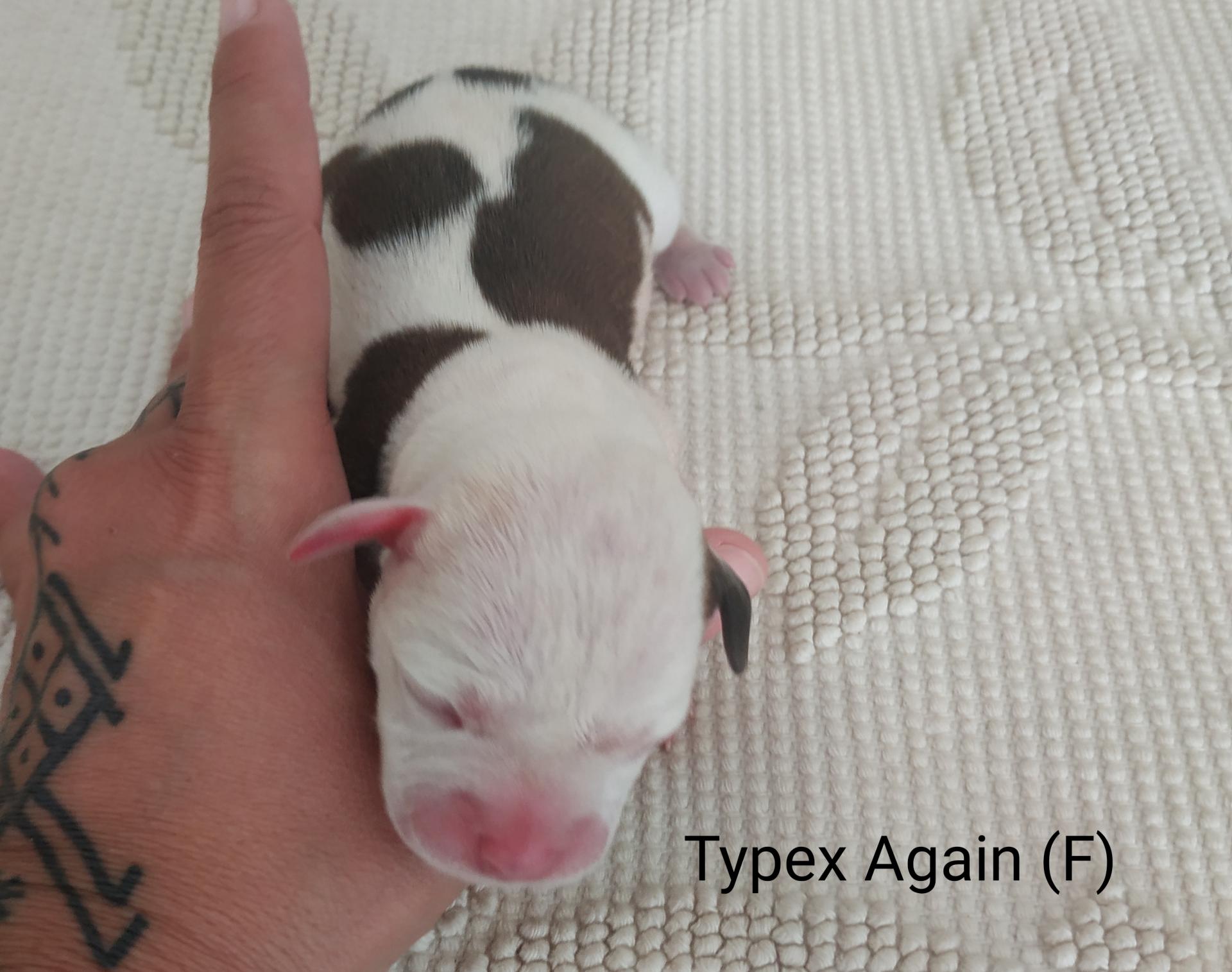 Chiot staffordshire bull terrier