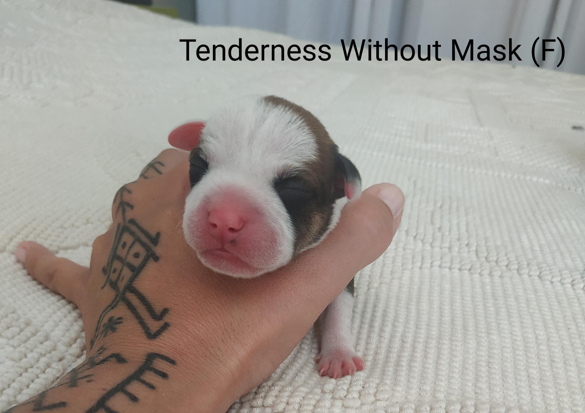 Chiot staffordshire bull terrier