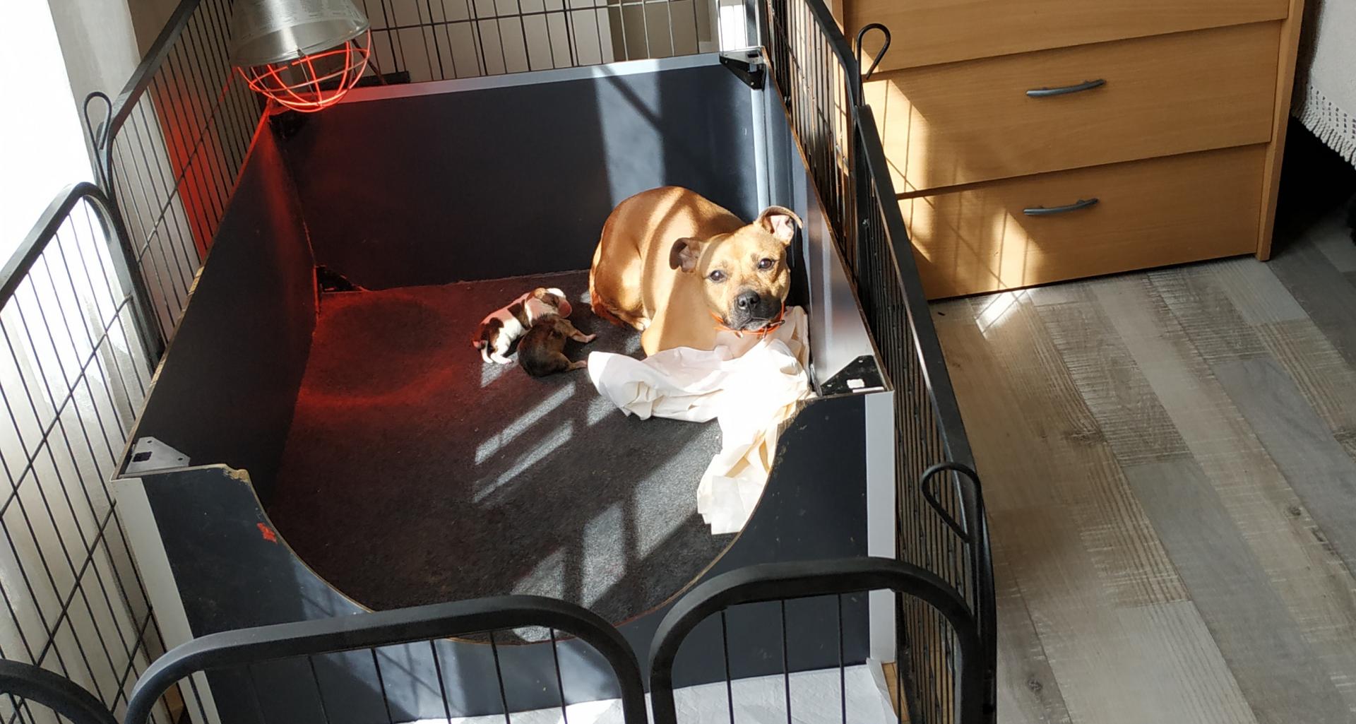 staffy's du grand nord