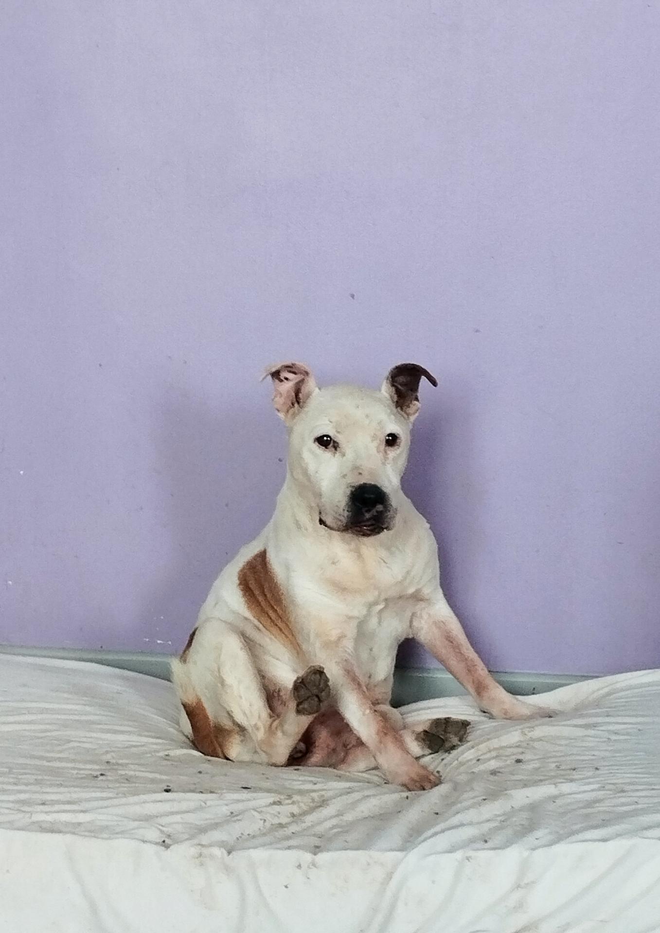 Deejay Staffy's du Grand Nord