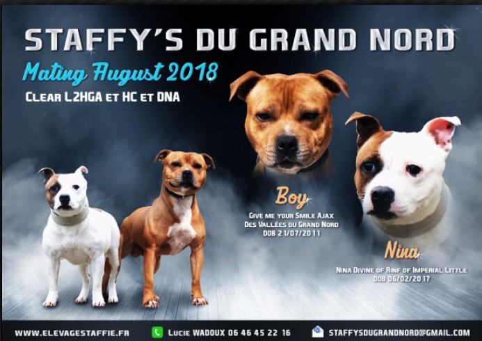 Chiots staffordshire bull terrier qualité rouge