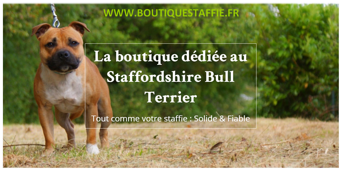 boutique staffie