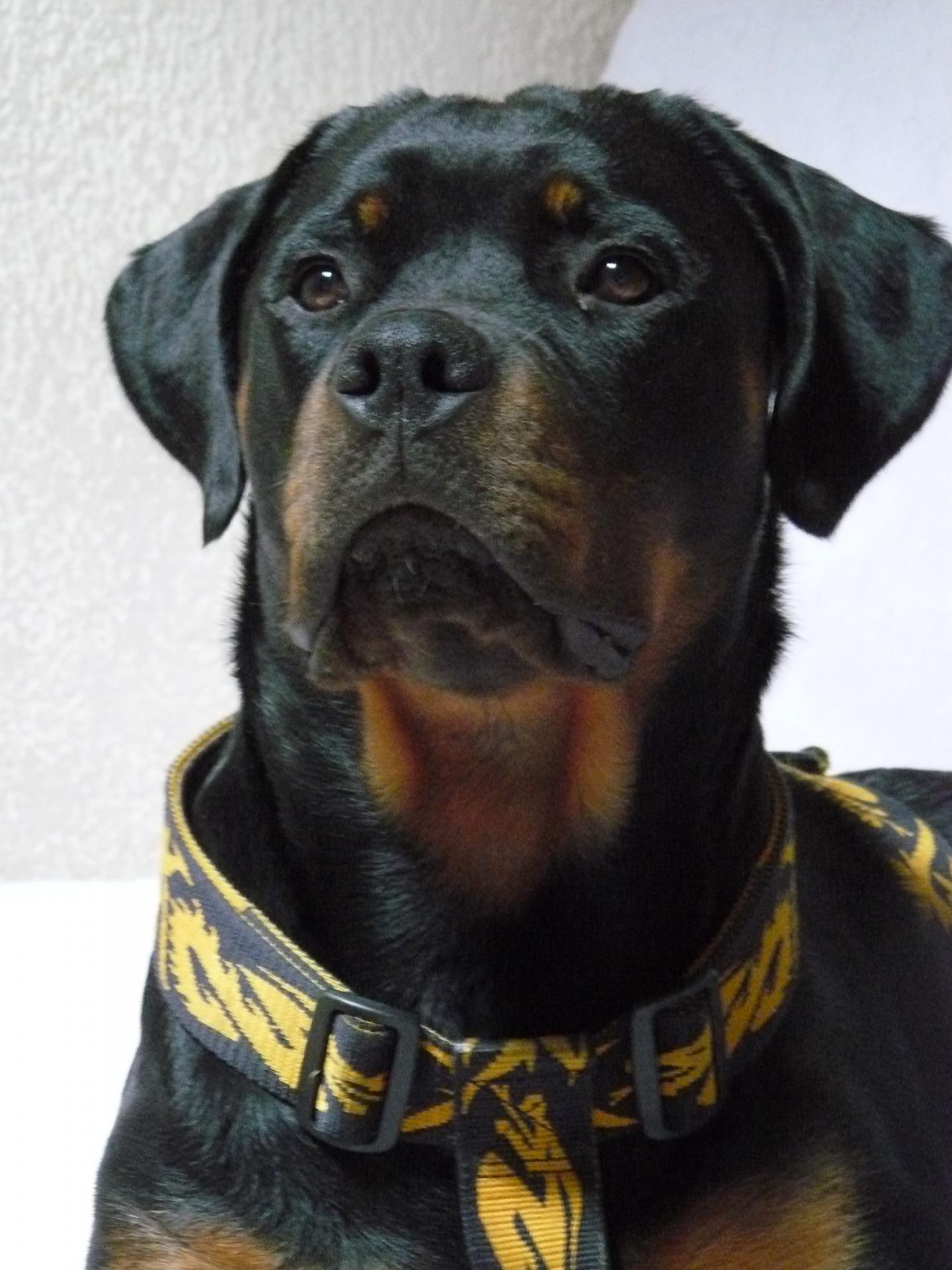 kaya