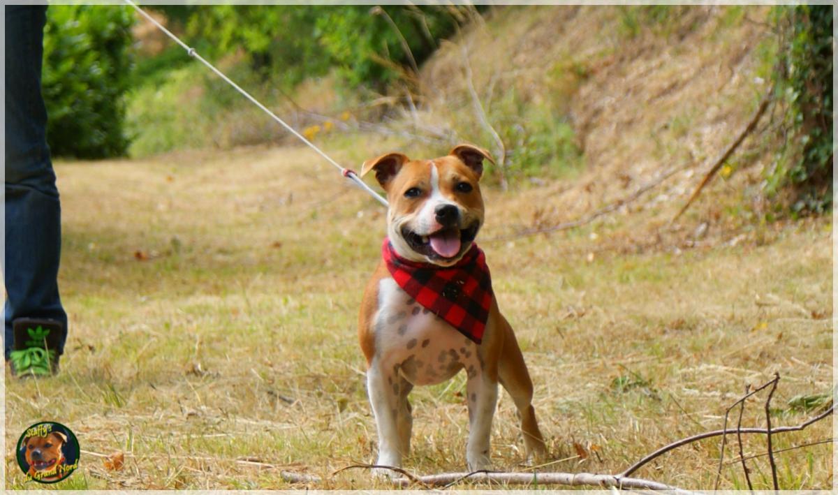 Staffie du grand nord