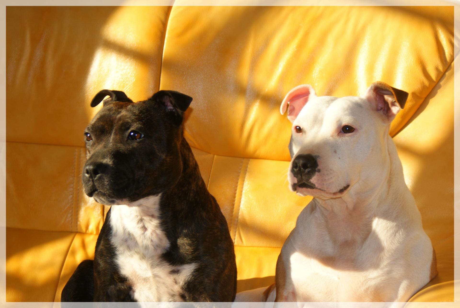 staffie black and white