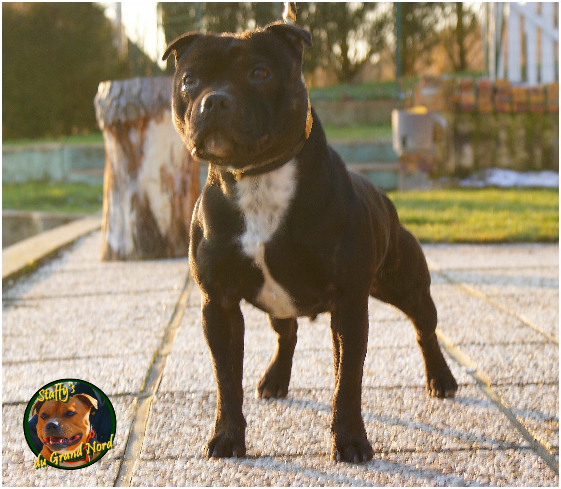 Extasy staffie
