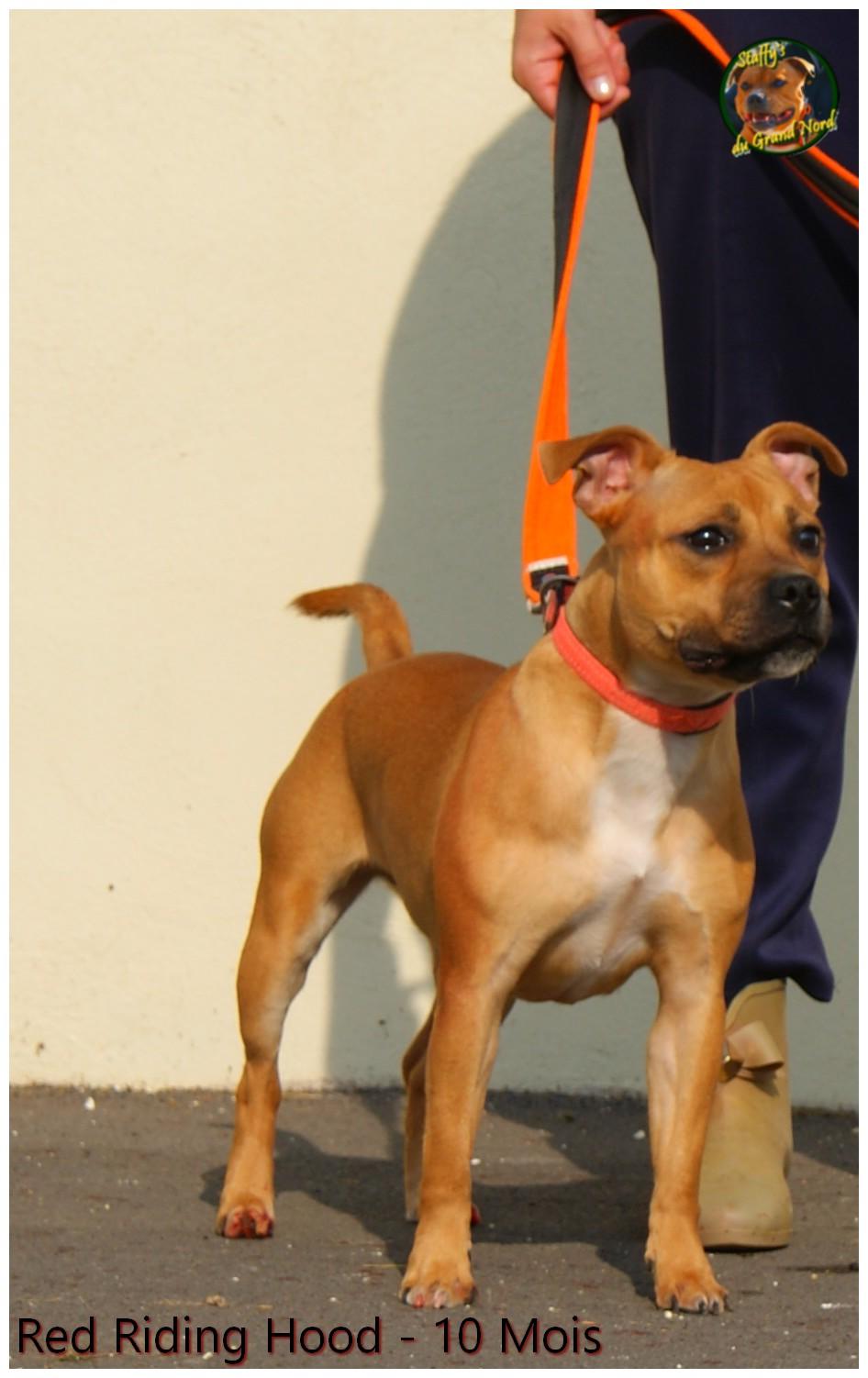 staffordshire bull terrier masque noir