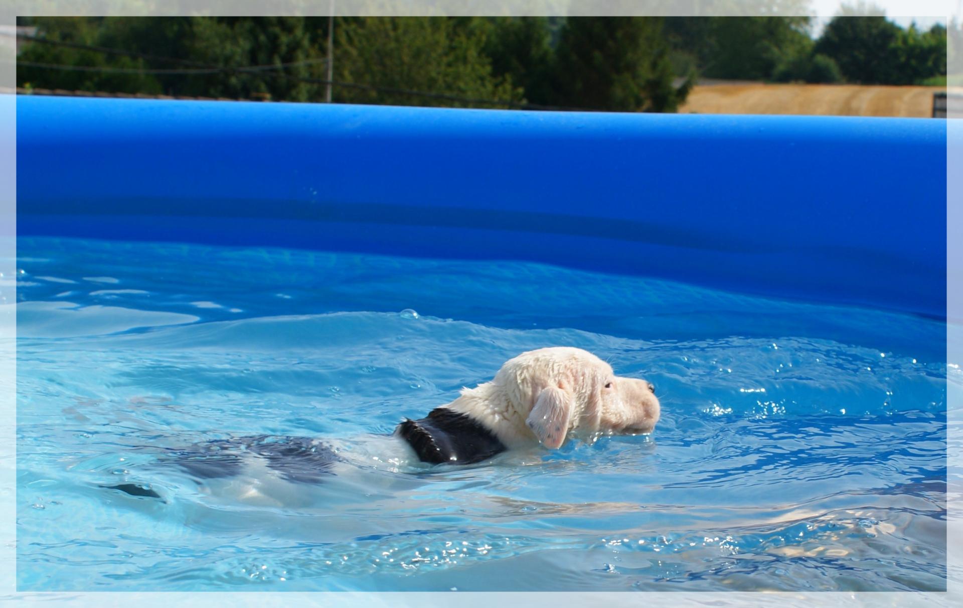 chiots staffie