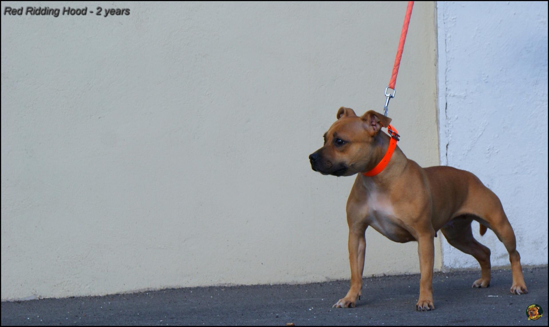 red staffy's du grand nord