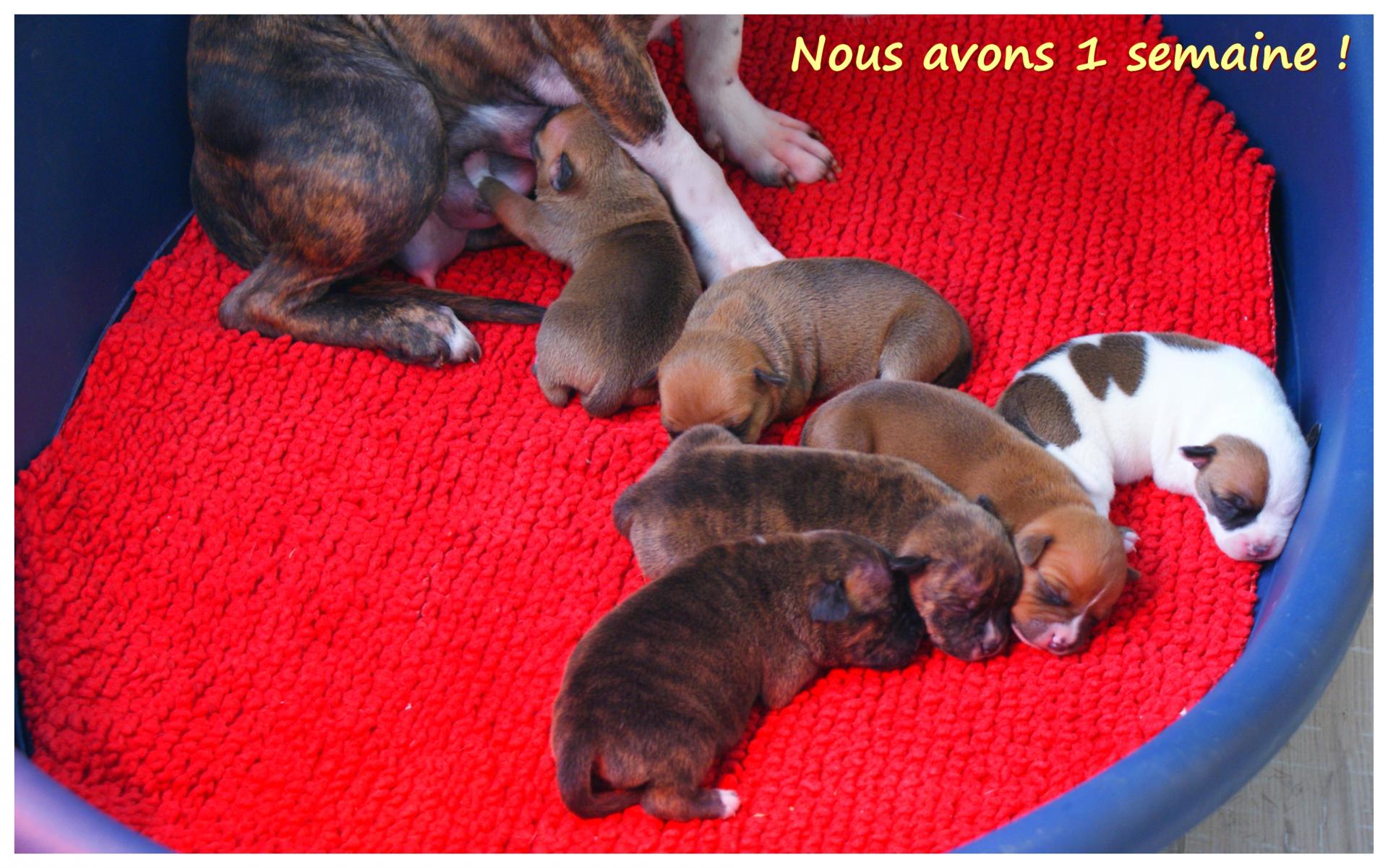 chiots 2013
