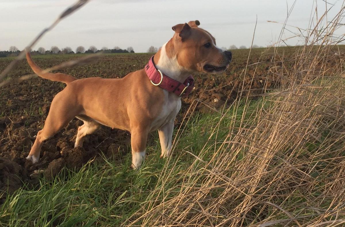 Staffys du grand nord Maiden