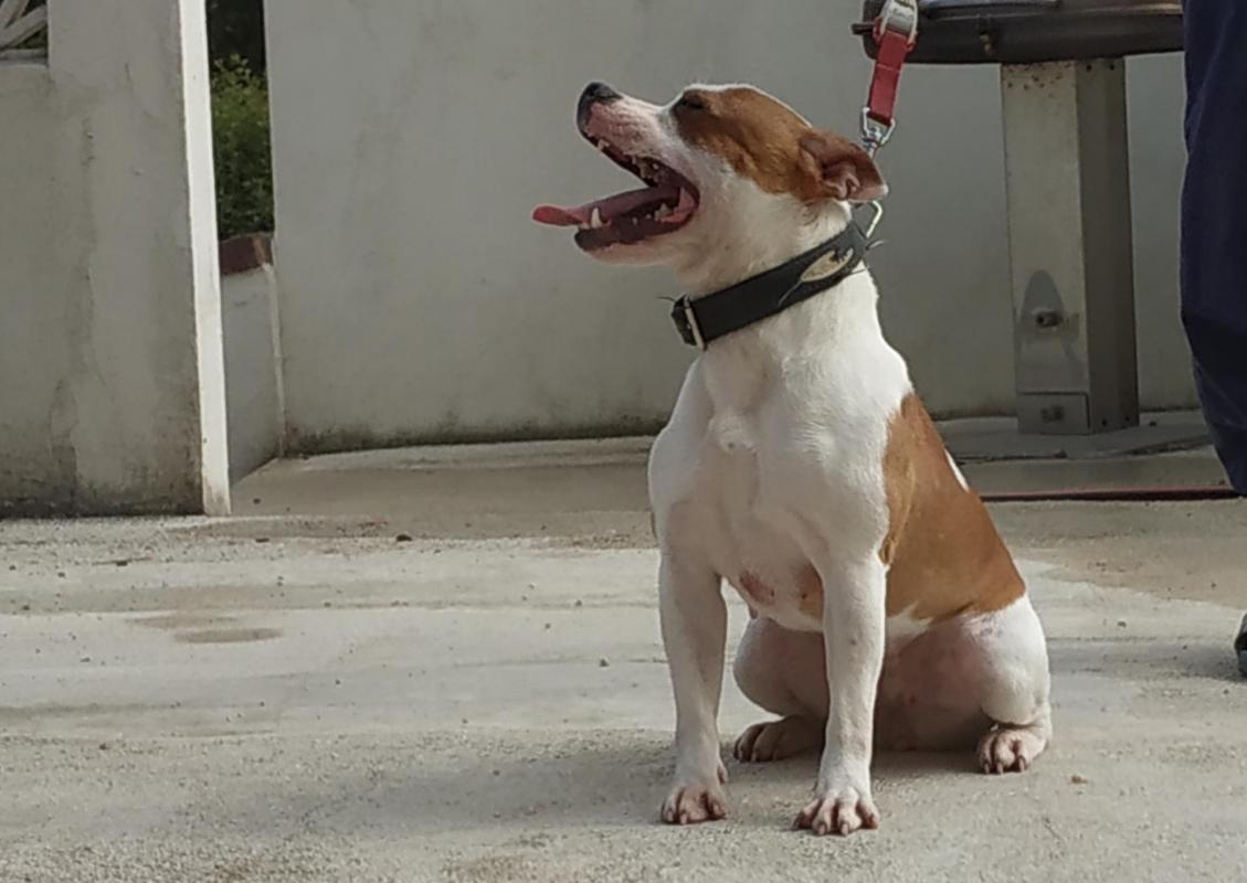 Staffys du grand nord pie Lily