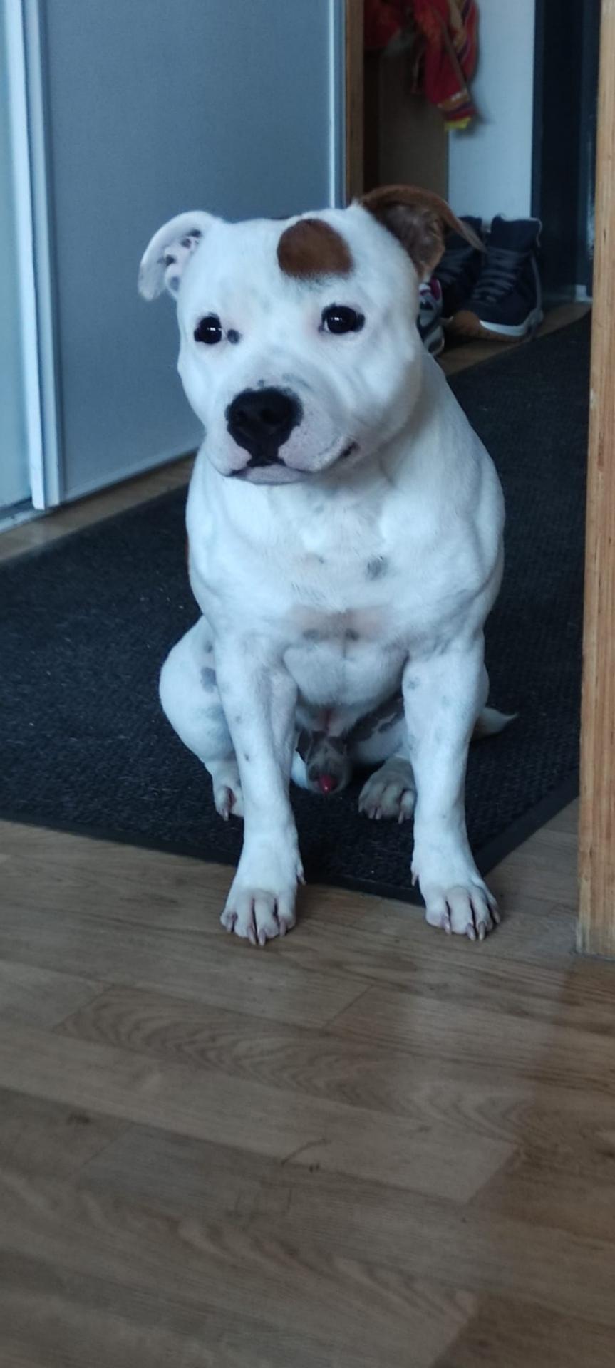 staffy's du grand nord