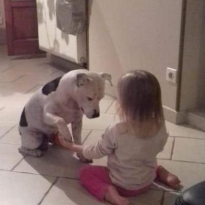 staffy's du grand nord