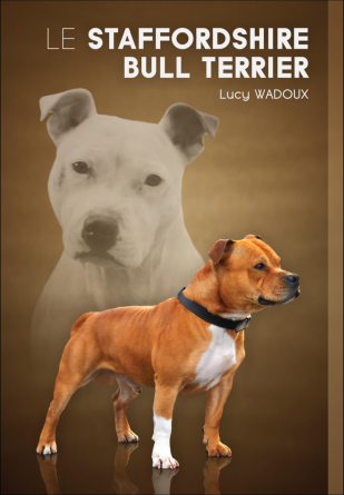 Le staffordshire bull terrier