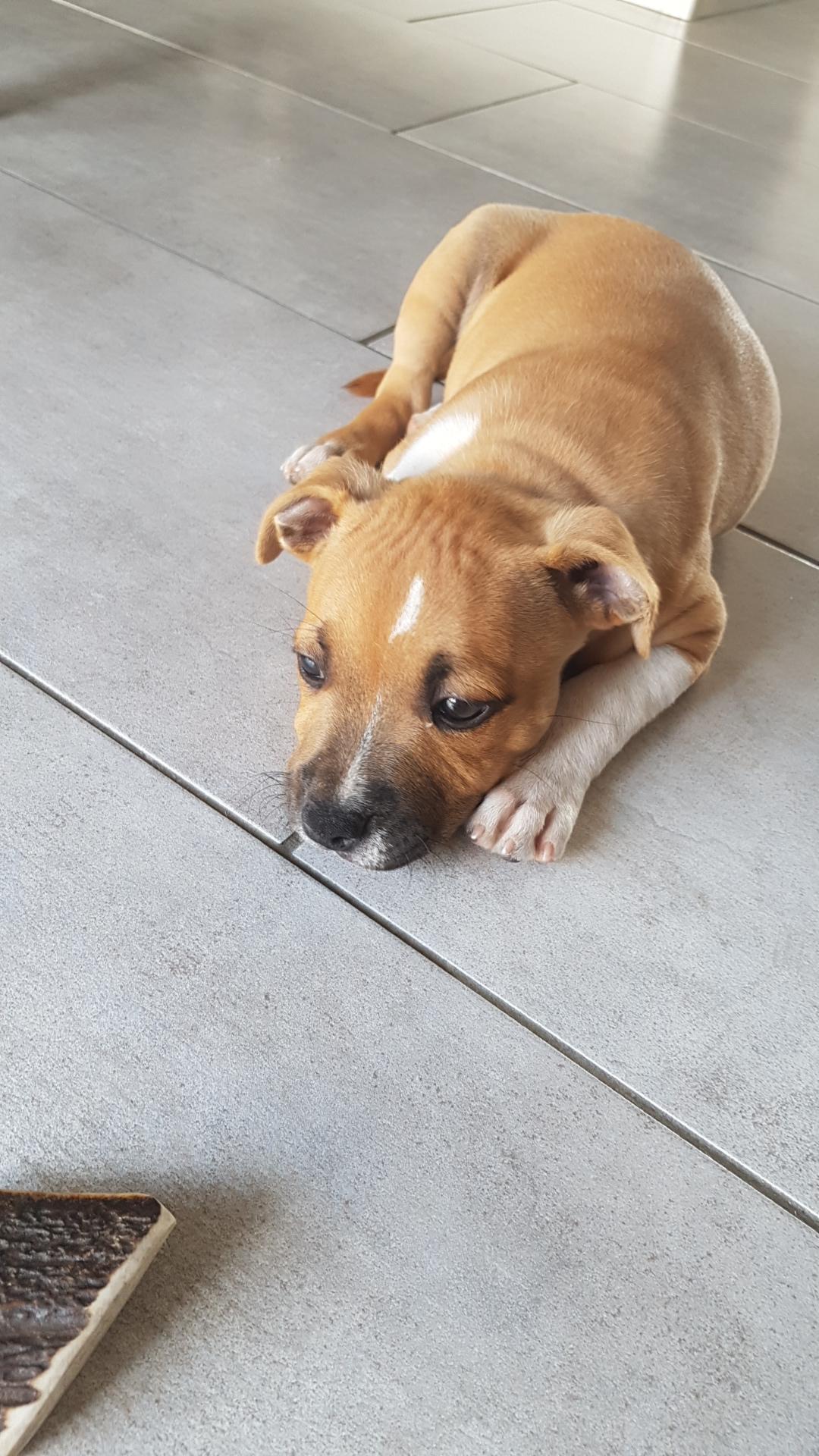 olia staffie