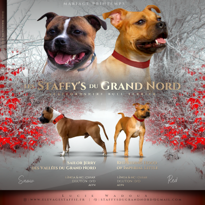 Mariage staffie