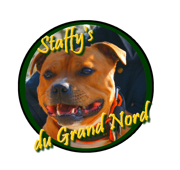 Elevage des Staffy's du Grand Nord